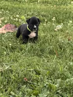 Green male 3, a male Boxer for sale in Lily, KY – 1 of 10
