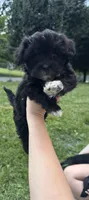 Black girl , a female Maltipoo for sale in Lily, KY – 4 of 9