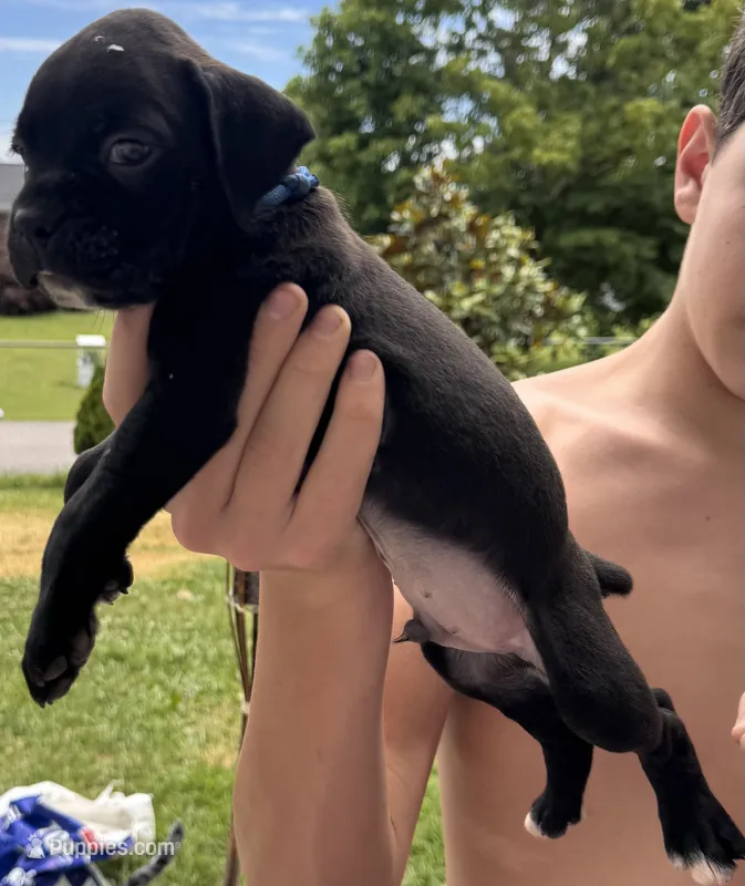 Blue male 4 – Boxer puppy for sale in Lily, KY