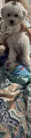 Gingers puppy , a female Poodle - Miniature  for sale in Lily, KY – 2 of 8