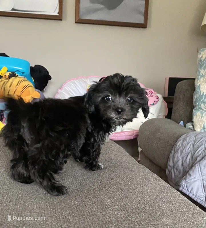 Black girl  – Maltipoo puppy for sale in Lily, KY
