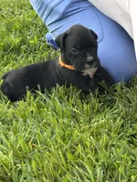 Orange male 2, a male Boxer for sale in Lily, KY – 5 of 10