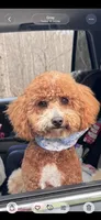 White female, a female Poodle - Miniature  for sale in Lily, KY – 5 of 6