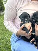 Orange male 2, a male Boxer for sale in Lily, KY – 4 of 10