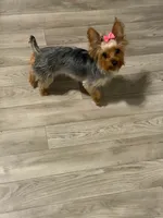 Sophie, a female Yorkshire Terrier for sale in Lily, KY – 4 of 4