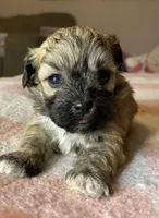 Female maltipoo, a female Maltipoo for sale in Lily, KY – 3 of 4