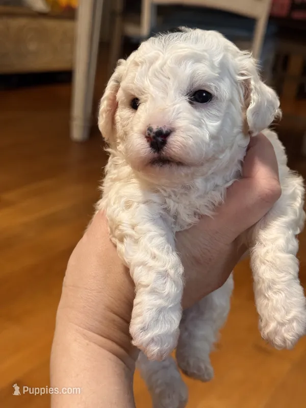 White female – Poodle - Miniature  puppy for sale in Lily, KY