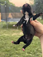 Black male 4, a male Boxer for sale in Lily, KY – 2 of 5