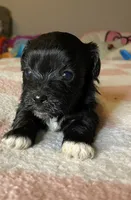 Black girl , a female Maltipoo for sale in Lily, KY – 2 of 2
