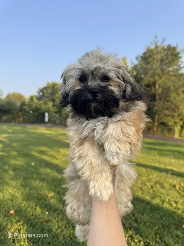 Female maltipoo – Maltipoo puppy for sale in Lily, KY