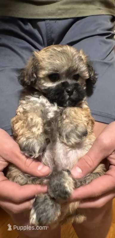 Female maltipoo – Maltipoo puppy for sale in Lily, KY