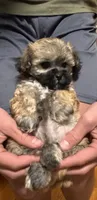 Female maltipoo, a female Maltipoo for sale in Lily, KY – 6 of 10