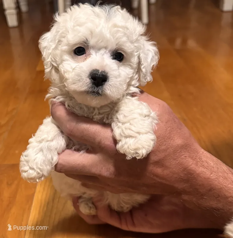 White female – Poodle - Miniature  puppy for sale in Lily, KY