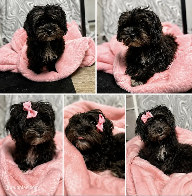 Black girl  – Maltipoo puppy for sale in Lily, KY