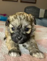 Female maltipoo, a female Maltipoo for sale in Lily, KY – 4 of 4