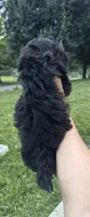 Black girl , a female Maltipoo for sale in Lily, KY – 7 of 9