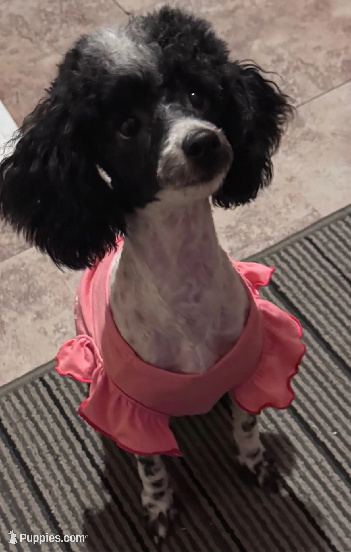 Black male poodle, a male Poodle - Miniature  for sale in Lily, KY – 5 of 6