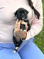 Purple female, a female Boxer for sale in Lily, KY – 2 of 8