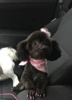 Black girl , a female Maltipoo for sale in Lily, KY – 5 of 7