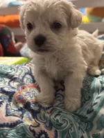 White/cream male, a male Maltipoo for sale in Lily, KY – 3 of 4