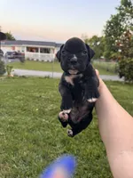 Red male 1, a male Boxer for sale in Lily, KY – 1 of 10