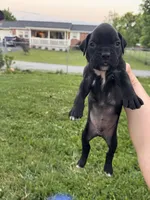 Blue male 4, a male Boxer for sale in Lily, KY – 4 of 10
