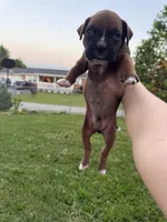 Fawn/mahogany light blue male , a male Boxer for sale in Lily, KY – 2 of 10