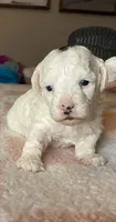 White female, a female Poodle - Miniature  for sale in Lily, KY – 2 of 6