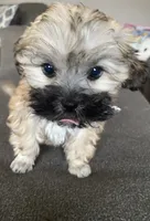 Female maltipoo, a female Maltipoo for sale in Lily, KY – 4 of 10
