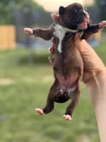 Fawn/mahogany female , a female Boxer for sale in Lily, KY – 2 of 5