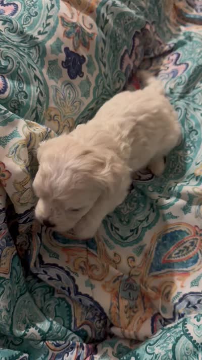 White/cream male, a male Maltipoo for sale in Lily, KY – 4 of 4