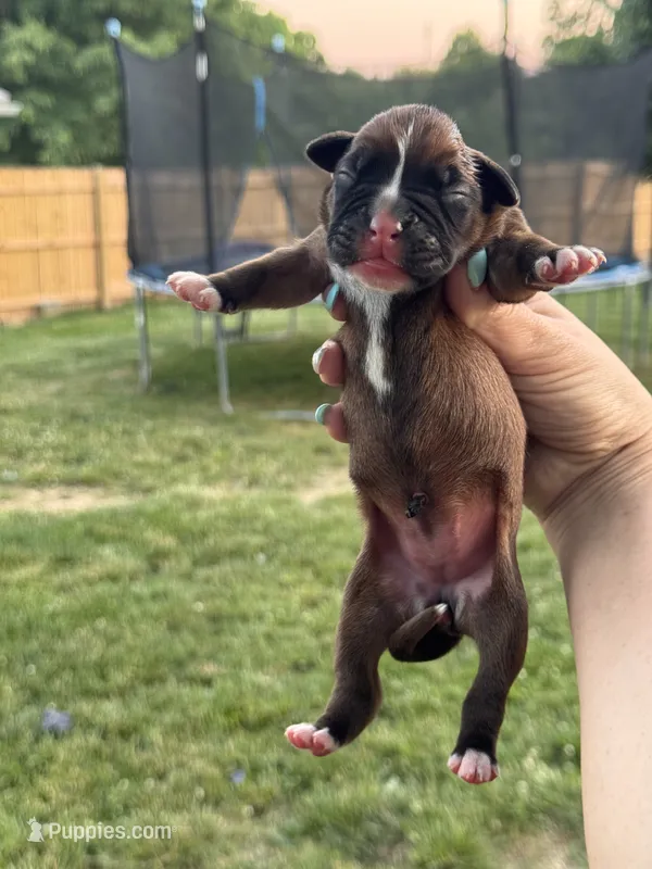 Fawn/mahogany female  – Boxer puppy for sale in Lily, KY