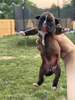 Fawn/mahogany female , a female Boxer for sale in Lily, KY – 1 of 5