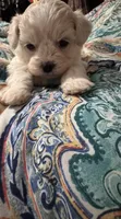 White/cream Girl, a female Maltipoo for sale in Lily, KY – 2 of 2