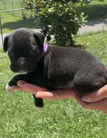 Purple female, a female Boxer for sale in Lily, KY – 4 of 8