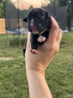Black female, a female Boxer for sale in Lily, KY – 2 of 2