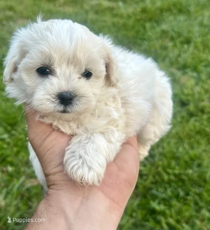 White/cream Girl – Maltipoo puppy for sale in Lily, KY