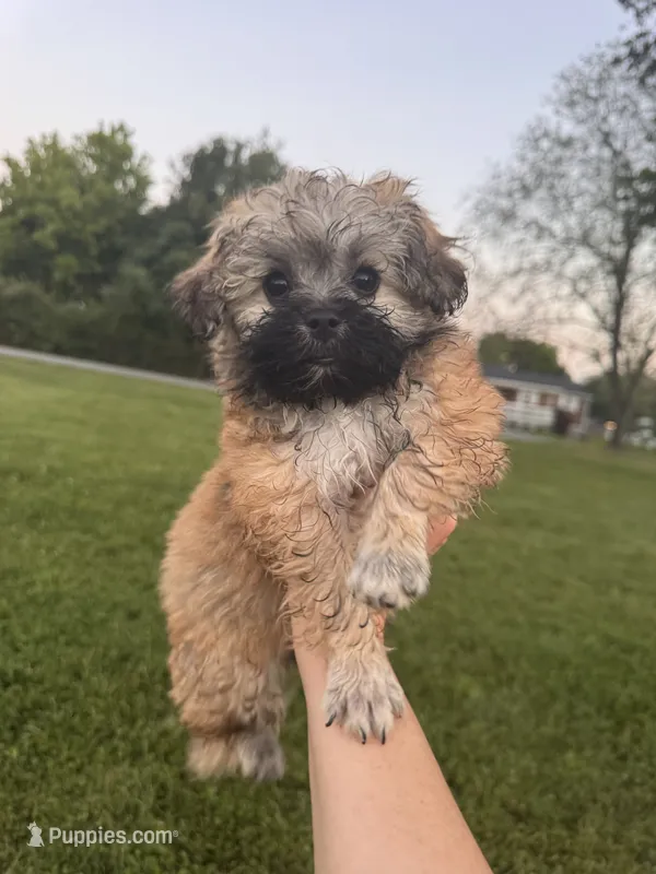 Female maltipoo – Maltipoo puppy for sale in Lily, KY