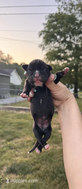 Black male 1 – Boxer puppy for sale in Lily, KY