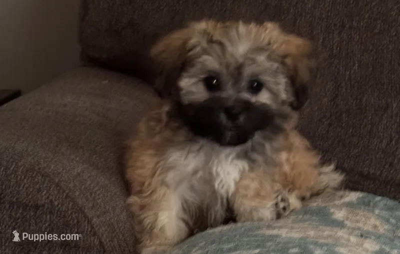 Female maltipoo – Maltipoo puppy for sale in Lily, KY