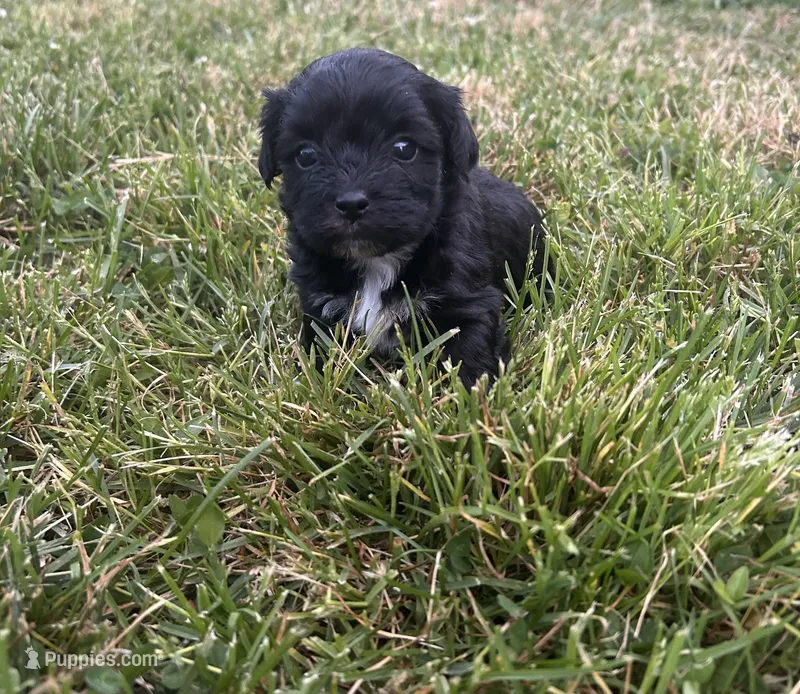 Black girl  – Maltipoo puppy for sale in Lily, KY