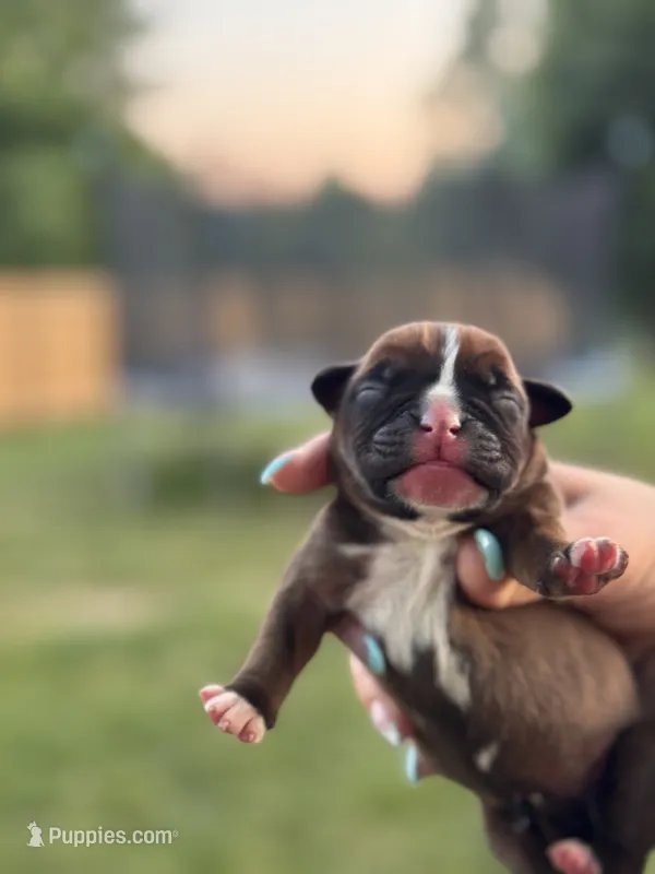 Fawn/mahogany male 2 – Boxer puppy for sale in Lily, KY