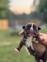Fawn/mahogany male 2, a male Boxer for sale in Lily, KY – 1 of 5