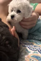 Gingers puppy , a female Poodle - Miniature  for sale in Lily, KY – 3 of 8