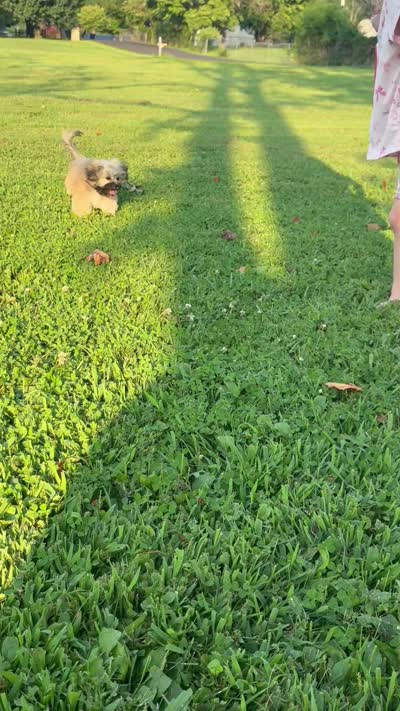 Black girl , a female Maltipoo for sale in Lily, KY – 3 of 7