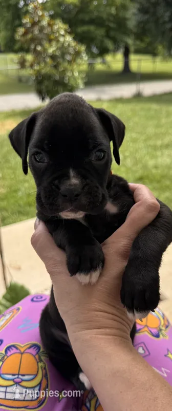 Red male 1 – Boxer puppy for sale in Lily, KY