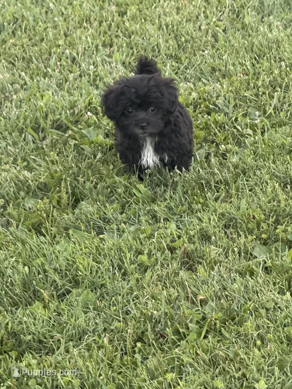 Black girl  – Maltipoo puppy for sale in Lily, KY