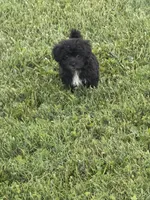 Black girl , a female Maltipoo for sale in Lily, KY – 1 of 9