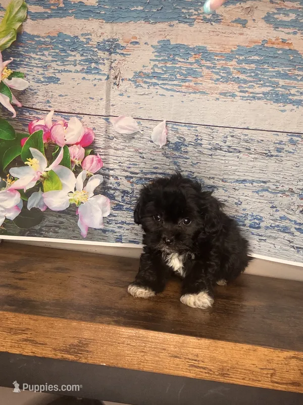 Black girl  – Maltipoo puppy for sale in Lily, KY