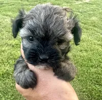 Gracie puppy, a female Maltipoo for sale in Lily, KY – 3 of 4